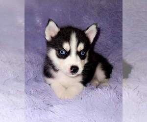 Siberian Husky Puppy for sale in SANDY HOOK, KY, USA