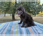 Small Photo #9 Aussiedoodle Miniature  Puppy For Sale in OKLAHOMA CITY, OK, USA