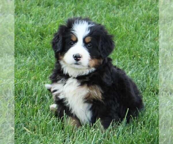 Medium Photo #1 Bernese Mountain Dog Puppy For Sale in EPHRATA, PA, USA