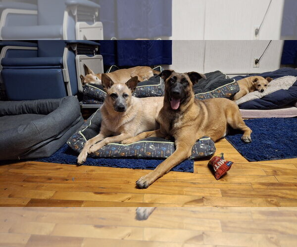 Medium Photo #3 German Shepherd Dog-Unknown Mix Puppy For Sale in Sebec, ME, USA