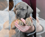 Small Photo #10 Great Dane Puppy For Sale in DANIELSON, CT, USA