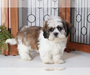 Shih Tzu Puppy for sale in NAPLES, FL, USA