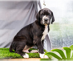 Small #17 Great Dane