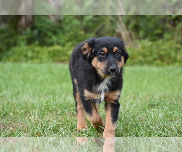 Medium Photo #5 Miniature Australian Shepherd Puppy For Sale in PALM COAST, FL, USA