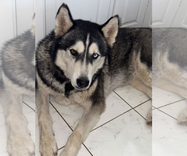 Medium Photo #2 Siberian Husky Puppy For Sale in Columbus, IN, USA