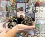Image preview for Ad Listing. Nickname: Mini Bruizer