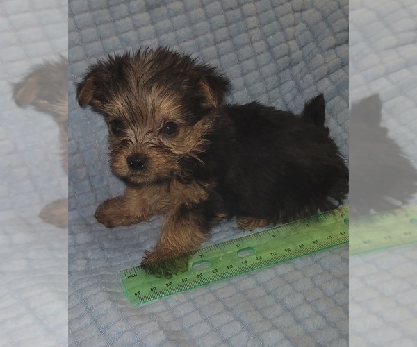 Medium Photo #34 Yorkshire Terrier Puppy For Sale in AKRON, OH, USA