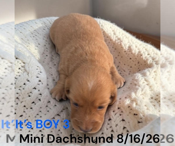 Medium Photo #11 Dachshund Puppy For Sale in MONTPELIER, OH, USA