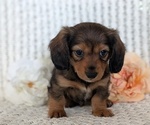 Small #5 Dachshund