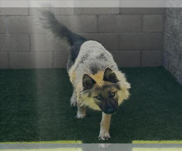 Medium Photo #2 German Shepherd Dog-Siberian Husky Mix Puppy For Sale in Moreno Valley, CA, USA