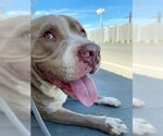 Small #2 American Pit Bull Terrier Mix
