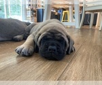 Small #9 Mastiff