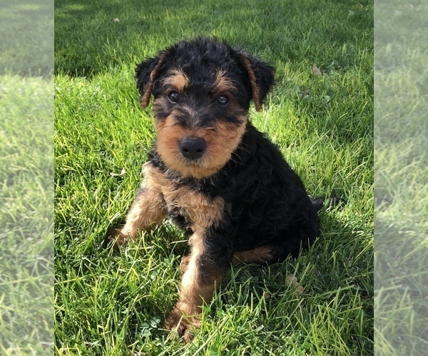 Medium Photo #1 Airedale Terrier Puppy For Sale in KIMBERLY, ID, USA