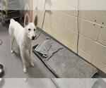 Small Siberian Husky Mix