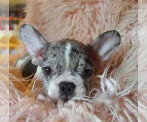 French Bulldog Puppy for sale in BOSTON, MA, USA
