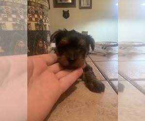Yorkshire Terrier Puppy for sale in JASPER, GA, USA