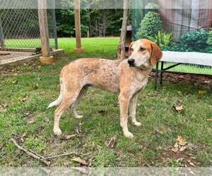 Mutt Dogs for adoption in Rustburg, VA, USA