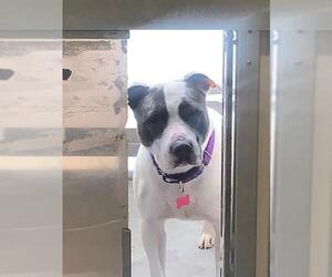 Medium American Pit Bull Terrier