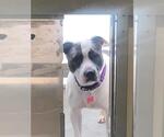 Small American Pit Bull Terrier