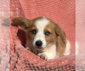 Pembroke Welsh Corgi Puppy for sale in MECHANICSVILLE, MD, USA