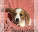 Small Pembroke Welsh Corgi
