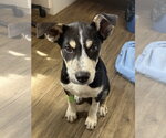 Small #1 Mutt