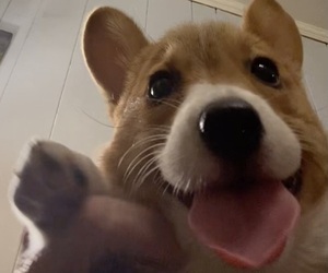Pembroke Welsh Corgi Puppy for sale in CHIPLEY, FL, USA