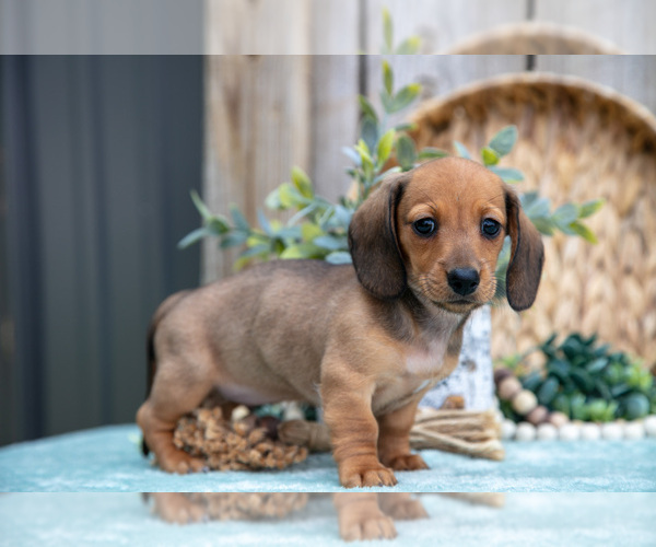 Medium Photo #13 Dachshund Puppy For Sale in GREENWICH, OH, USA