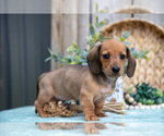 Small Photo #13 Dachshund Puppy For Sale in GREENWICH, OH, USA