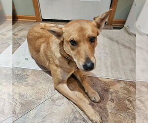 Monet - Female Mutt Dog for Adoption