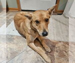 Monet - Female Mutt Dog for Adoption - Small photo