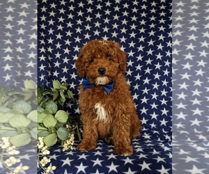 Poodle (Miniature) Puppy for sale in NEW PROVIDENCE, PA, USA