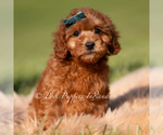 Small #1 Poodle (Toy)