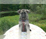 Small #2 German Shepherd Dog