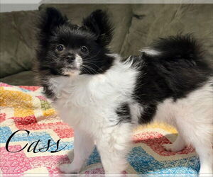 Shiranian Dogs for adoption in Topeka, KS, USA