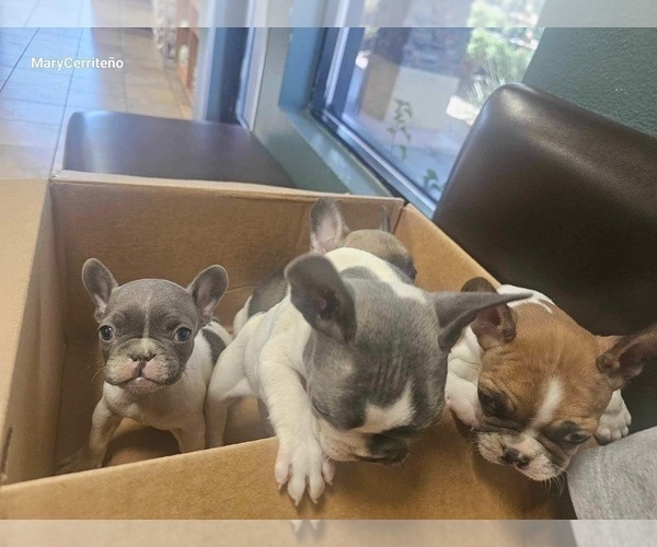 Medium Photo #13 French Bulldog Puppy For Sale in NORTH LAS VEGAS, NV, USA