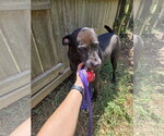Small #2 Labrador Retriever Mix