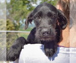 Small #4 Irish Wolfhound Mix