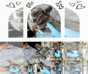 French Bulldog Puppy for Sale in CLEARWATER, Florida USA