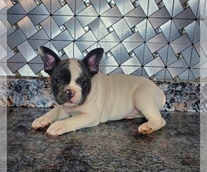 French Bulldog Puppy for sale in GOSHEN, IN, USA