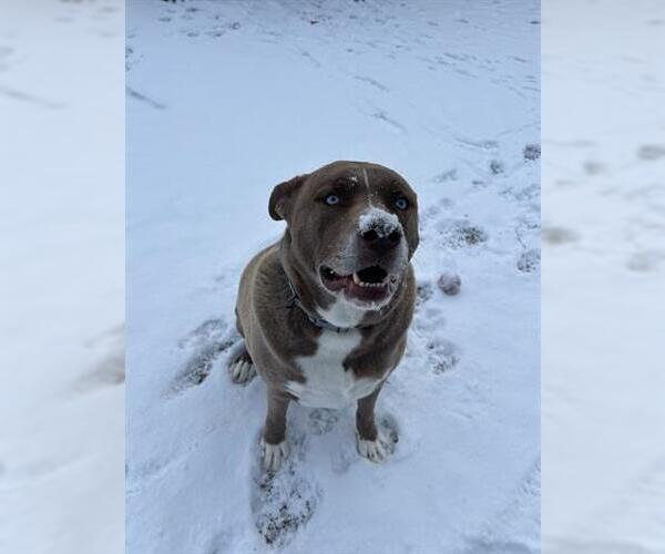 Medium Photo #2 American Pit Bull Terrier-Siberian Husky Mix Puppy For Sale in Canfield, OH, USA