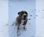 Small #1 American Pit Bull Terrier-Siberian Husky Mix