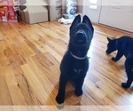 Small #1 German Shepherd Dog