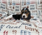 Small #4 Beagle