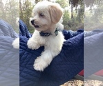 Small Photo #7 Maltese Puppy For Sale in OCKLAWAHA, FL, USA