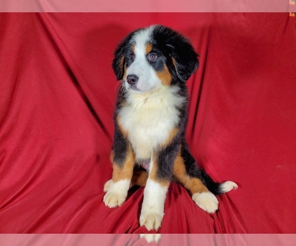 Medium Photo #5 Bernese Mountain Dog Puppy For Sale in BLACK FOREST, CO, USA