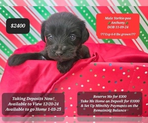 YorkiePoo Puppy for sale in TUCSON, AZ, USA