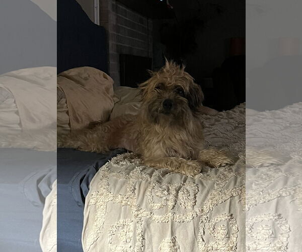 Medium Photo #4 Schweenie Puppy For Sale in Holly Springs, NC, USA