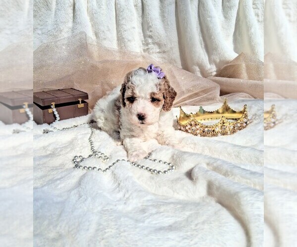 Medium Photo #104 Goldendoodle (Miniature) Puppy For Sale in GASTONIA, NC, USA