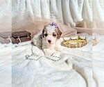 Small Photo #104 Goldendoodle (Miniature) Puppy For Sale in GASTONIA, NC, USA